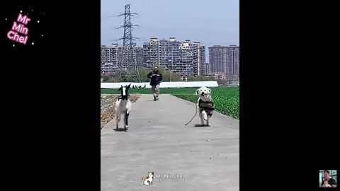 Best funny animals videos