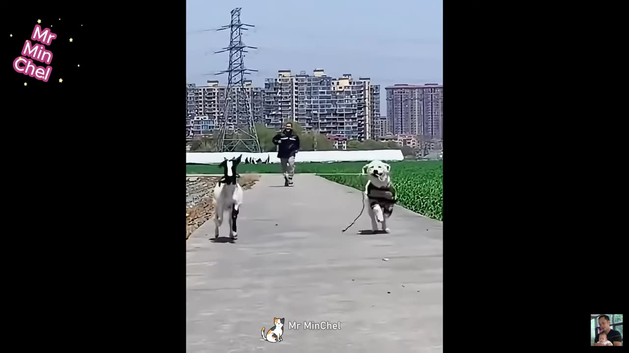 Best funny animals videos