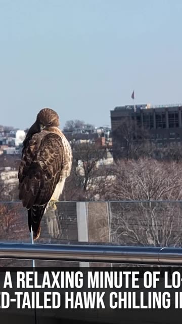 Enjoy Your Weekend Moment of Zen, Patriots