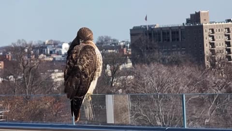 Enjoy Your Weekend Moment of Zen, Patriots