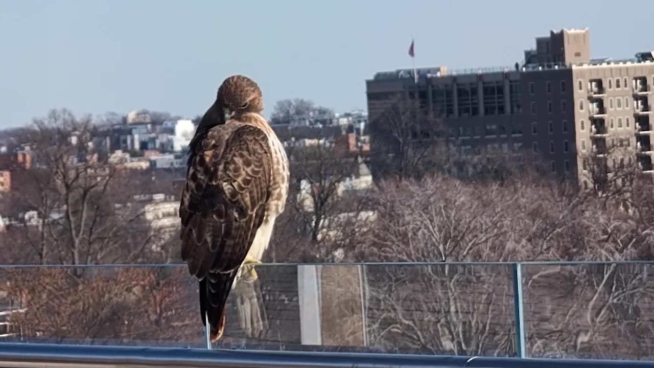 Enjoy Your Weekend Moment of Zen, Patriots