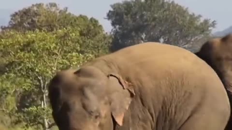 Clash of Giants The Battle of the Wild Elephants Elephant soul."
