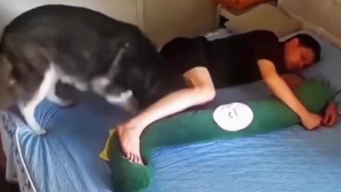 Auto-kudd-ersättnings-husky