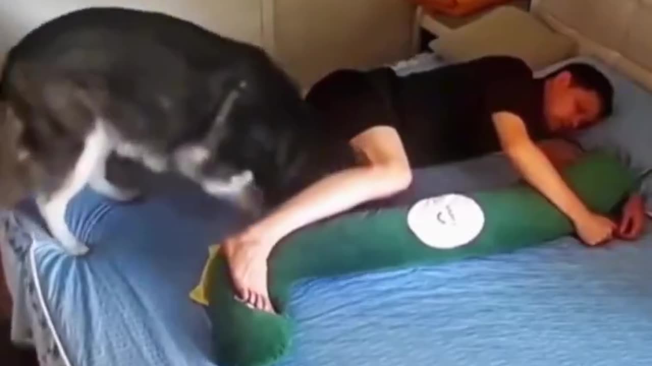 Auto-kudd-ersättnings-husky