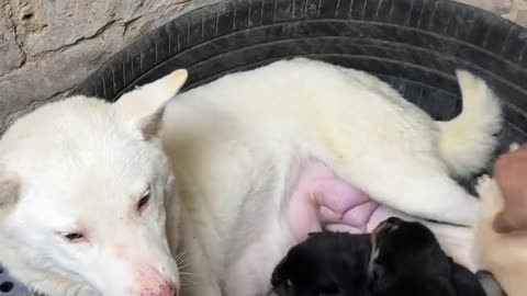 Dog mom： Just don't turn my child bad.
