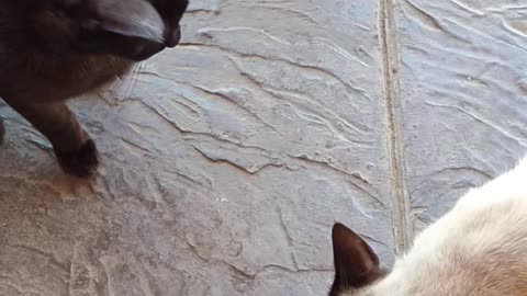 Cats