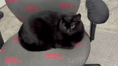 Cute Precious Piper Does a Professional Job in the Office - Adopting a Cat from a Shelter Vlog