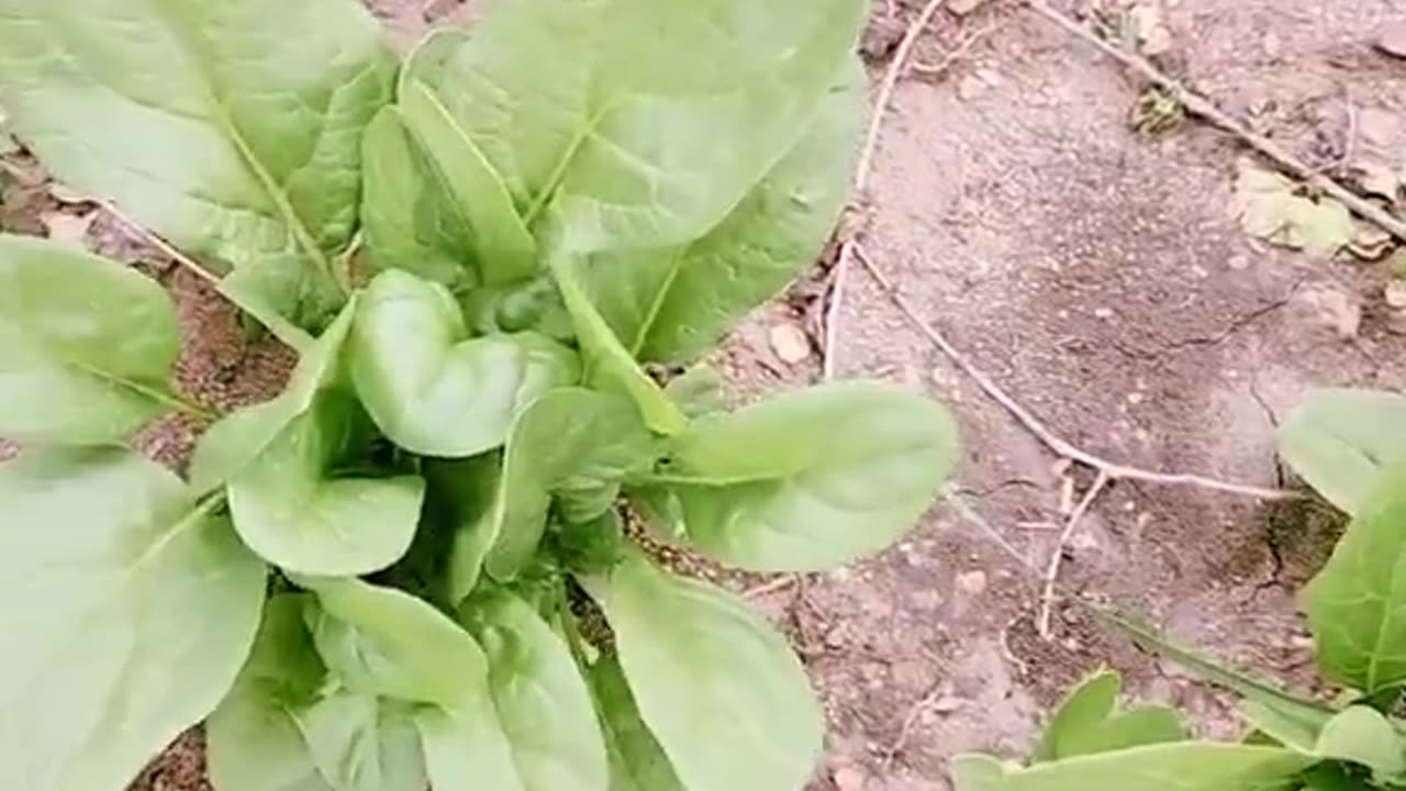Spinach Archive 05/08/2023