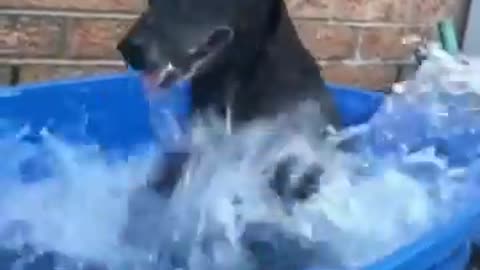 Naughty Dogs Swimming Snow Play Laughter