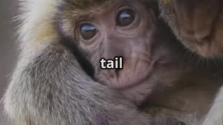 🎥 “Monkey & Puppy Mischief Meets Loyalty 🐒🐶 Unlikely Animal Friendships”