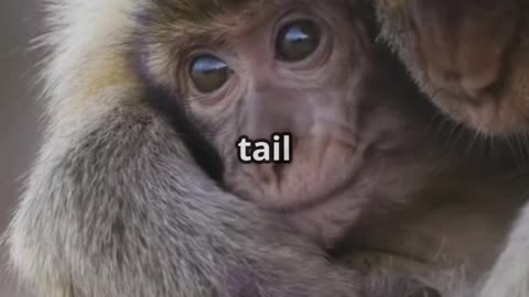 🎥 “Monkey & Puppy Mischief Meets Loyalty 🐒🐶 Unlikely Animal Friendships”