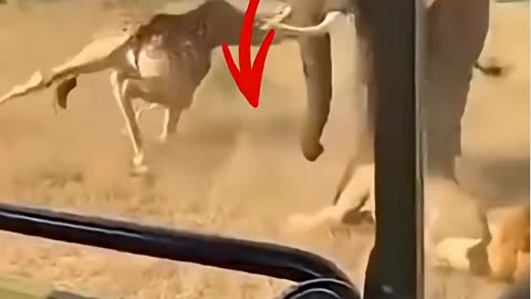 Elephant saved giraffe