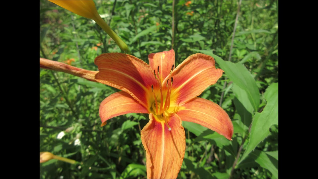 Growing By The River Orange Daylily July 2024
