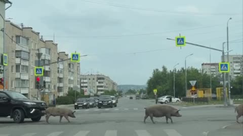 Escaped Pigs Have Gone Feral, Taking Over Russian City of Sverdlovsk