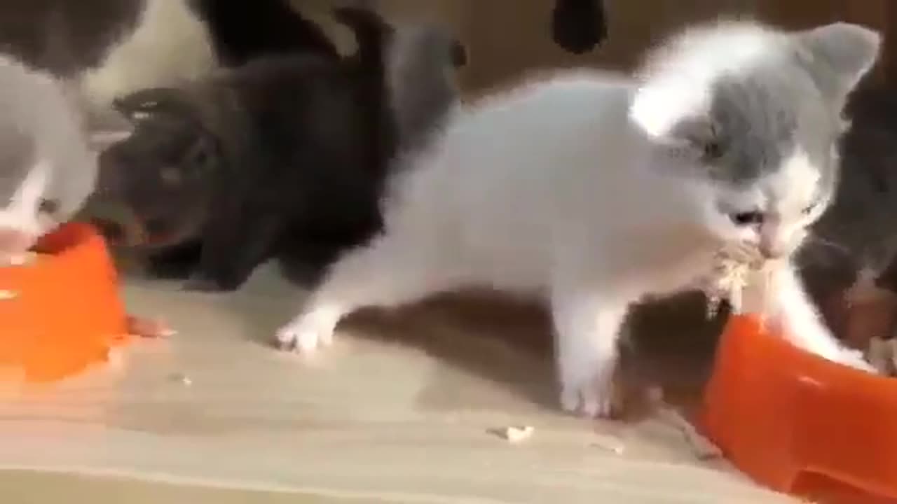 the tiny rage... 🤣🤣