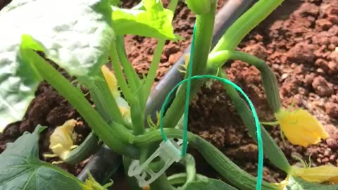 The cucumber plants continue to grow in the greenhouse.