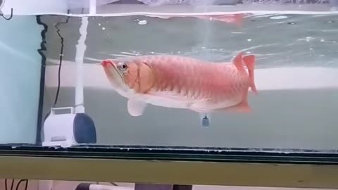 Arowana Ornamental Fish Hobby