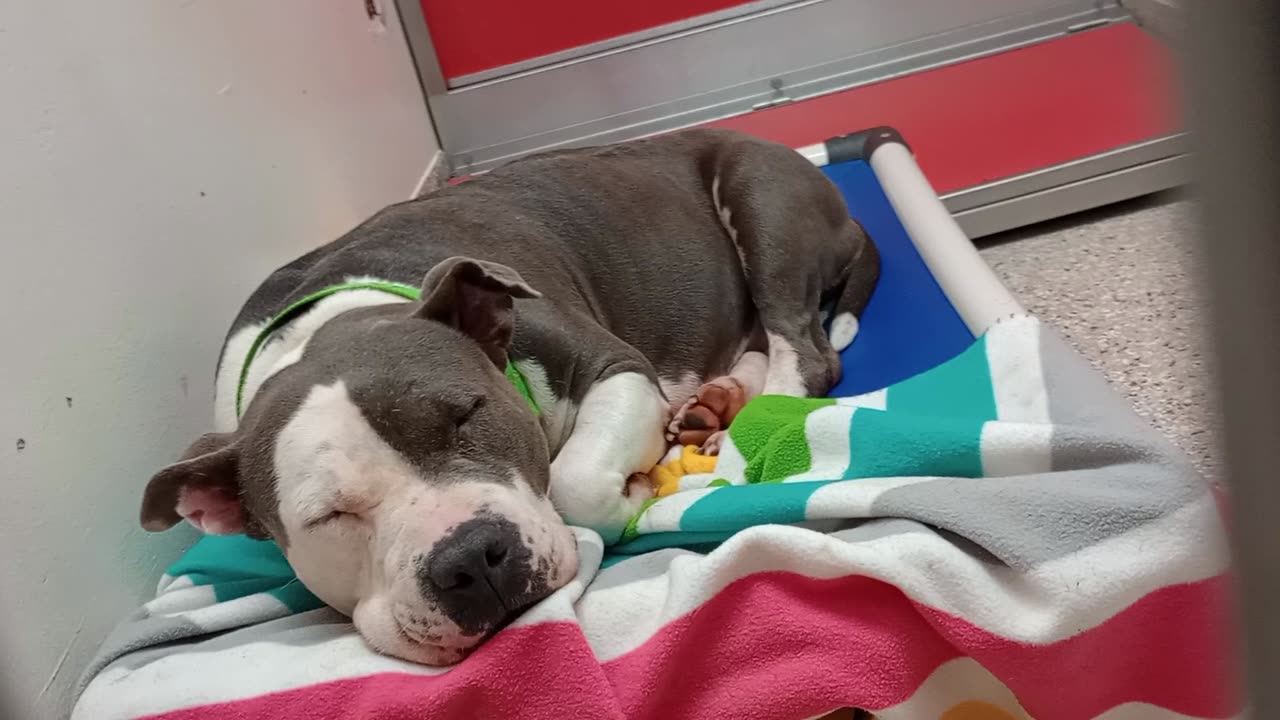 Wakanda 4y A877393 kennel 197 PACC shelter what a sweet soul she has My heart melted quick2025081939