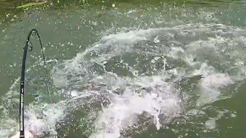 Marineland whistleblower uncovers plot to euthanize beluga Big Fish