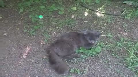 Funny animal