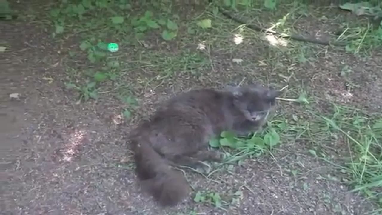 Funny animal