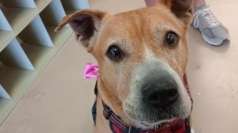 London-Honey 8y A848417 giving yummies, chattin old PACC Alumna & buddy@TRN802