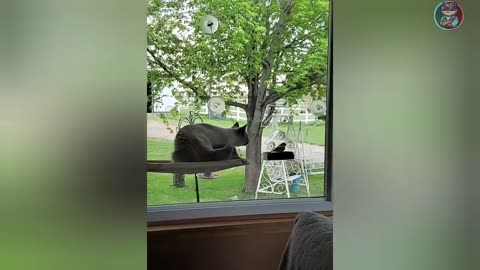 🐶😹 Hilarious Pet Compilation – Funniest Cats and Dogs Ever!
