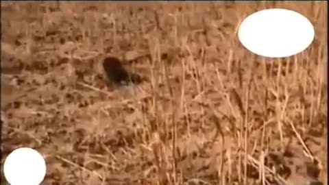 Animals videos