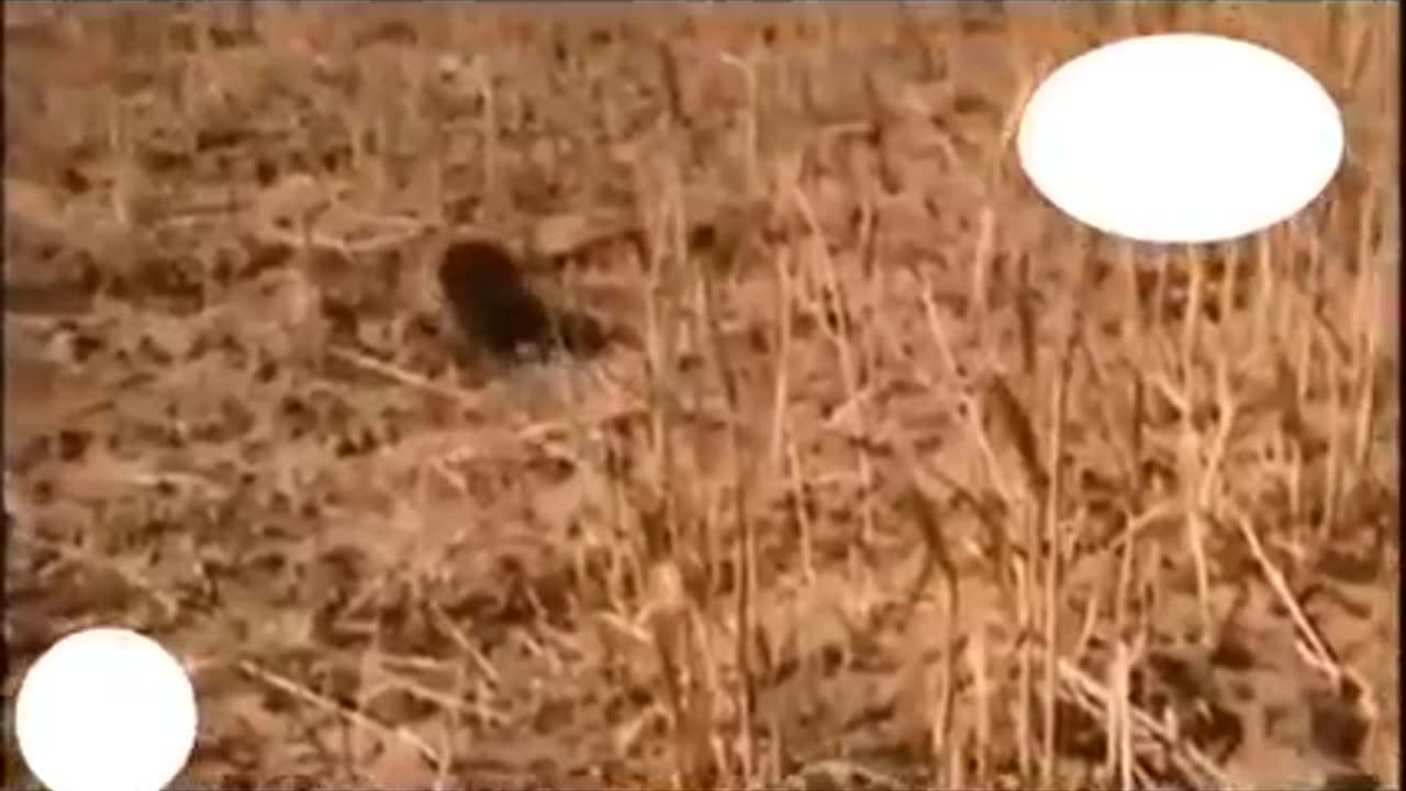 Animals videos