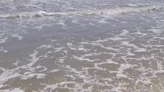 Alligator Gar Caught in the Surf!