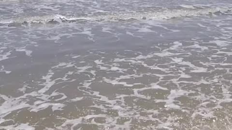 Alligator Gar Caught in the Surf!