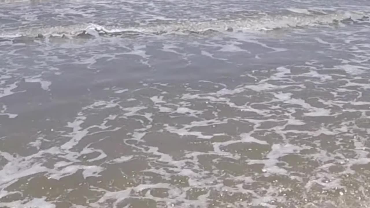 Alligator Gar Caught in the Surf!