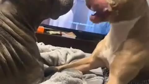 🤣🗣️ What Is He Trying To Say? You Won't Believe It! | FunFM