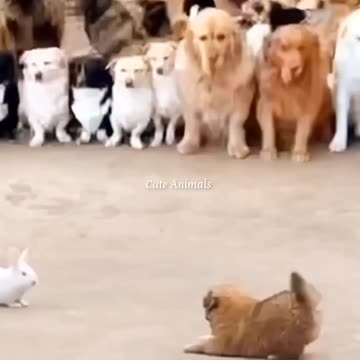 Funniest Videos 2023 😅 #131 #shortvideo #ytshorts #shortscat