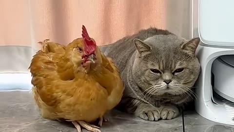 Fighting pet #funnyvideo