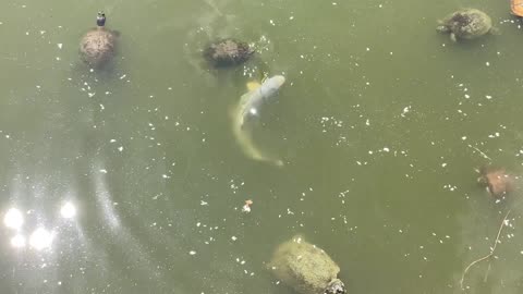 Mirror carp