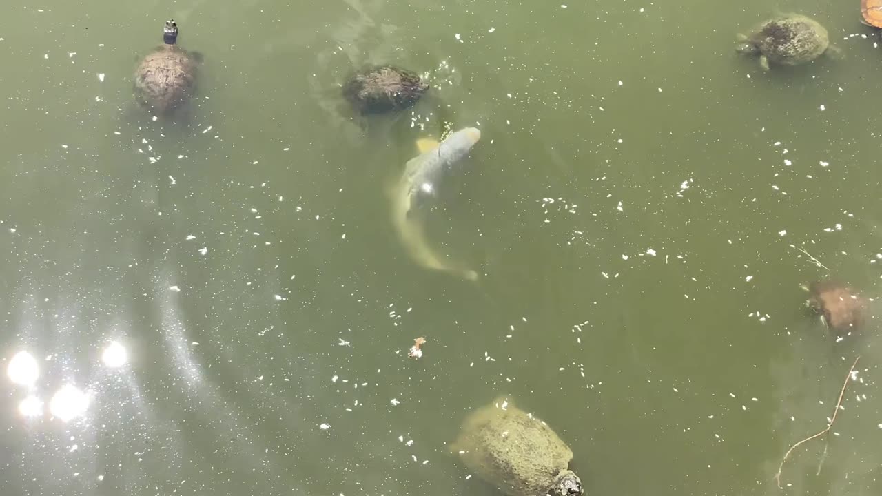 Mirror carp