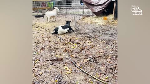 Funniest Farm Animals_2