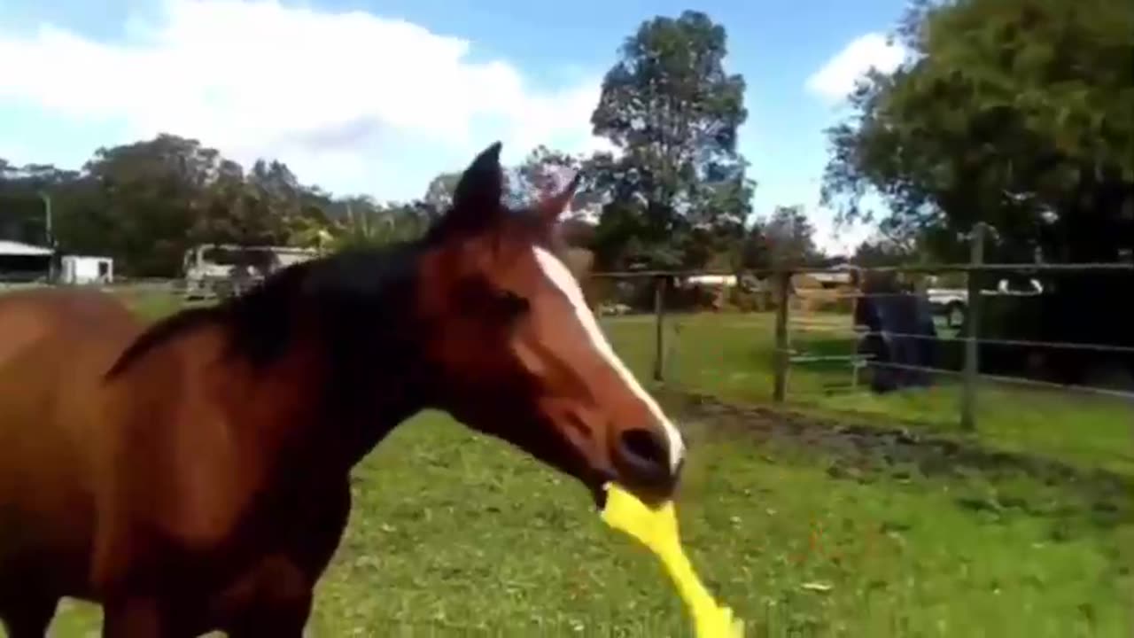 LOL, THIS IS HILARIOUS 😂