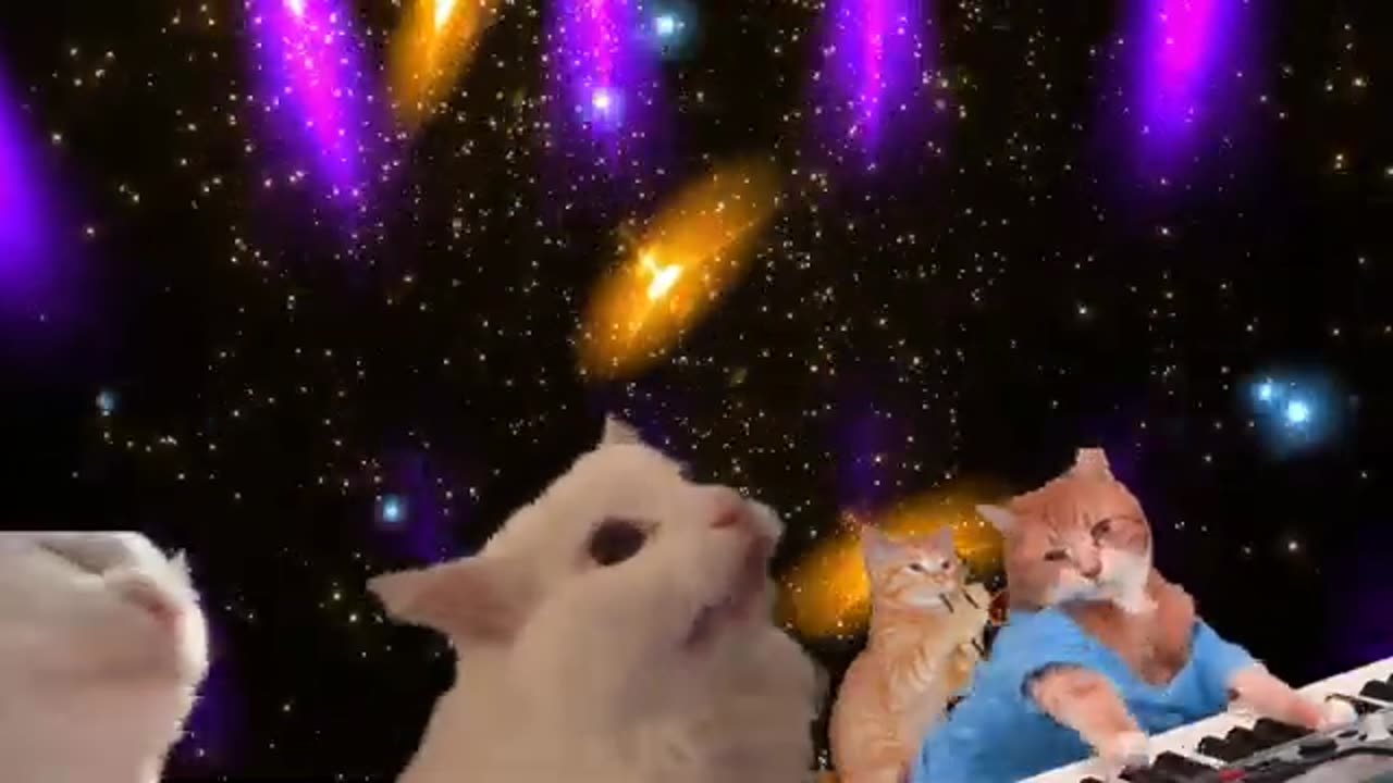 Cats singing and playing