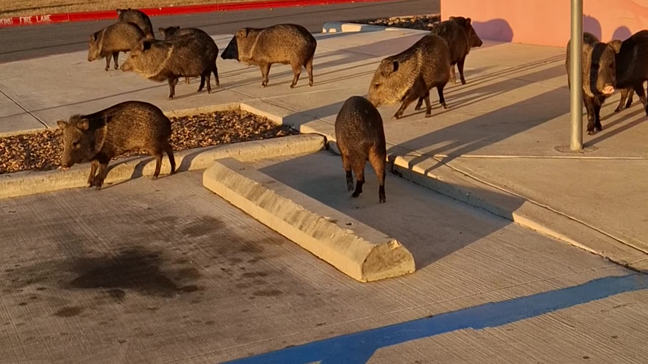 Squadron of Javelina Congregate in Parking Lot