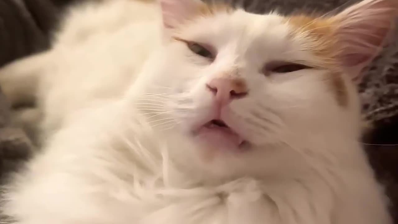 Funny cats