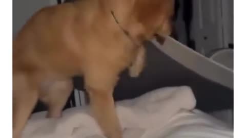 😂🐶 Good Boy Still Listened Despite Chaos! | FunFM