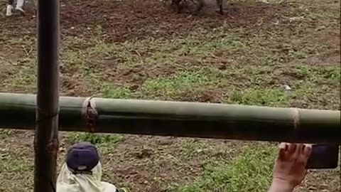 Horse 🐴🐎 Vs horses 🐎🐴 fight club 💪