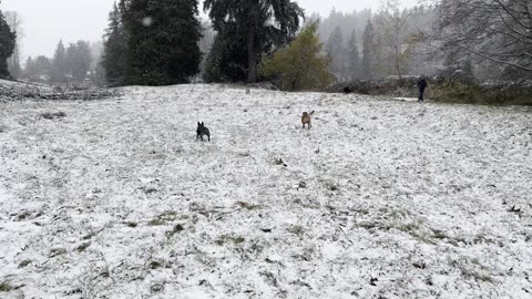 waynes park patrol in the snow 2908230984