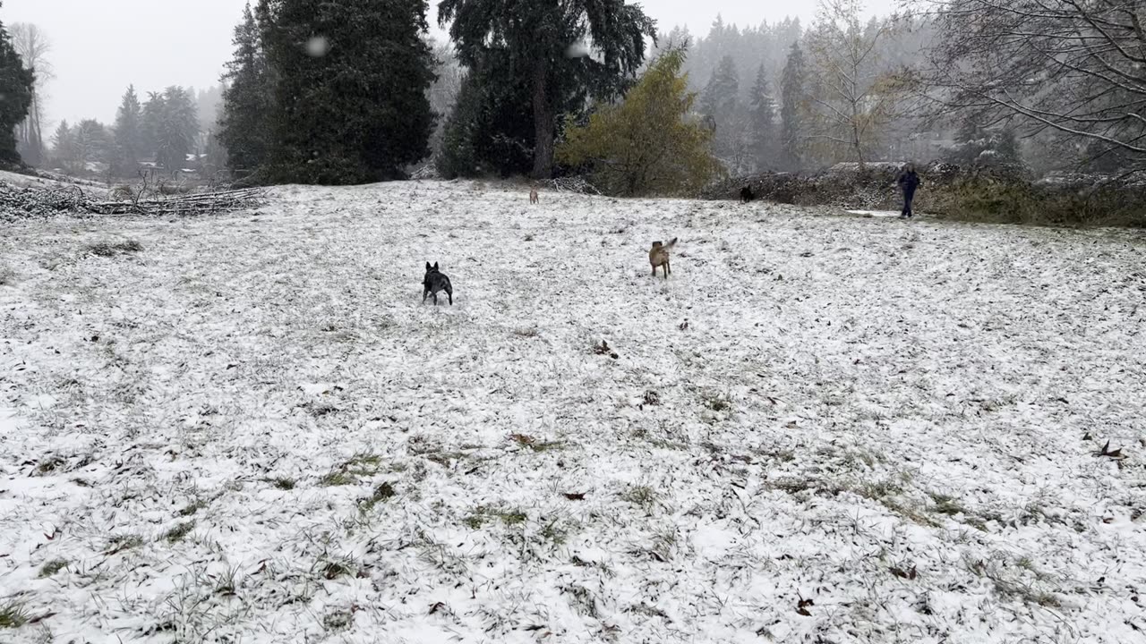 waynes park patrol in the snow 2908230984
