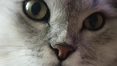 When Your Cat Is Just Too Cute to Handle 😻