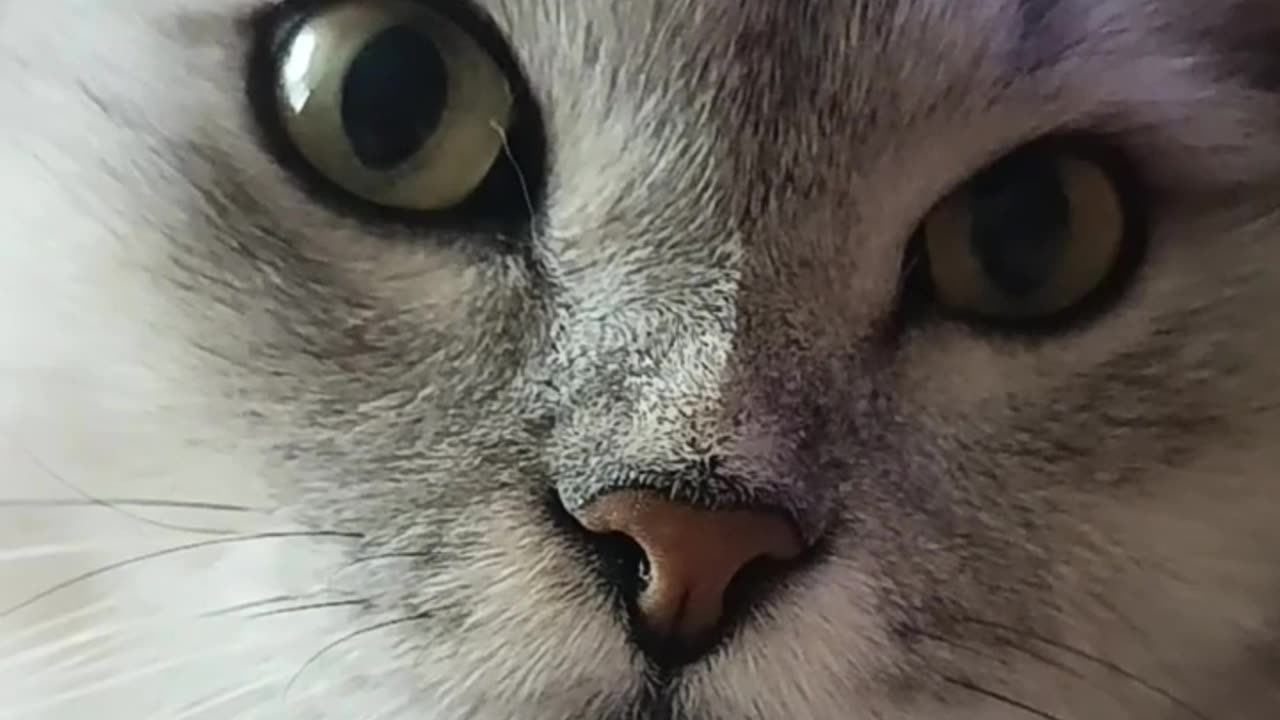 When Your Cat Is Just Too Cute to Handle 😻