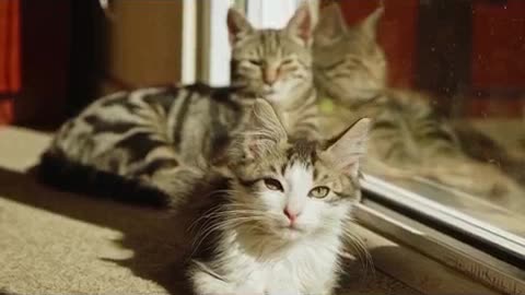 gatos engraçados #desenhosantigos #familiadinossauros