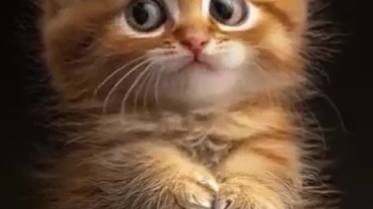 Kitten Song